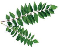 Organic Curry Leaf 1 Bunch 50g