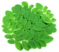 Organic Moringa Leaves 250g -1 Bunch (Konkan)