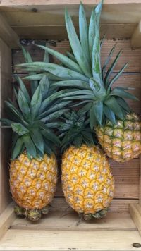 Organic Queen Pineapple