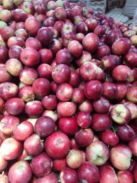 Organic Tydeman Apple 500g