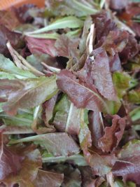 Organic Red Loloroso Lettuce 250g