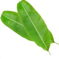 Organic Banana Leaf