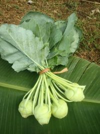 Organic Knol Khol 250g (Konkan)