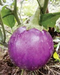 Organic  Brinjal Round 250g - Konkan
