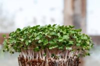 Organic Mustard Leaves (Box)
