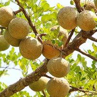 Organic Bael fal 500g (Konkan)