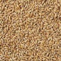 Organic Barley (Jau) 500g