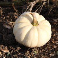 Organic Pumpkin White 250g