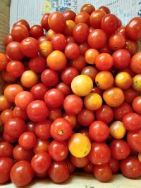 Organic Cherry Tomato Red Box -500g