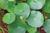 Organic Fresh Brahmi Leaves 250g