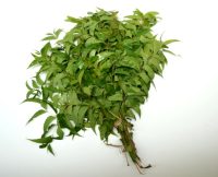 Organic Neem Leaves -1 Bunch