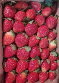 Organic Strawberry Box 500g