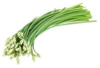 Organic White Onion Flower bunch