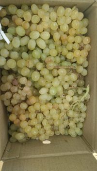 Organic Green Thompson Grapes 500gm