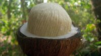 Organic Sprouted Coconut /pc (Roha)
