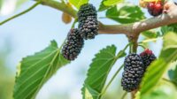 Organic Mulberry Box 150g