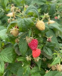 Organic Raspberry Box 125g