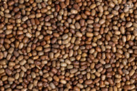 Organic Moth Bean/Matki -500gm by OOO Farms