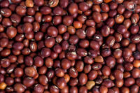 Organic Whole Pigeon Pea/Toor 500gm by OOO Farms