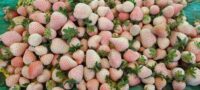 Organic Pineberries Box 250gm