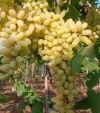 Organic Green Manik Chaman Grapes 500gm